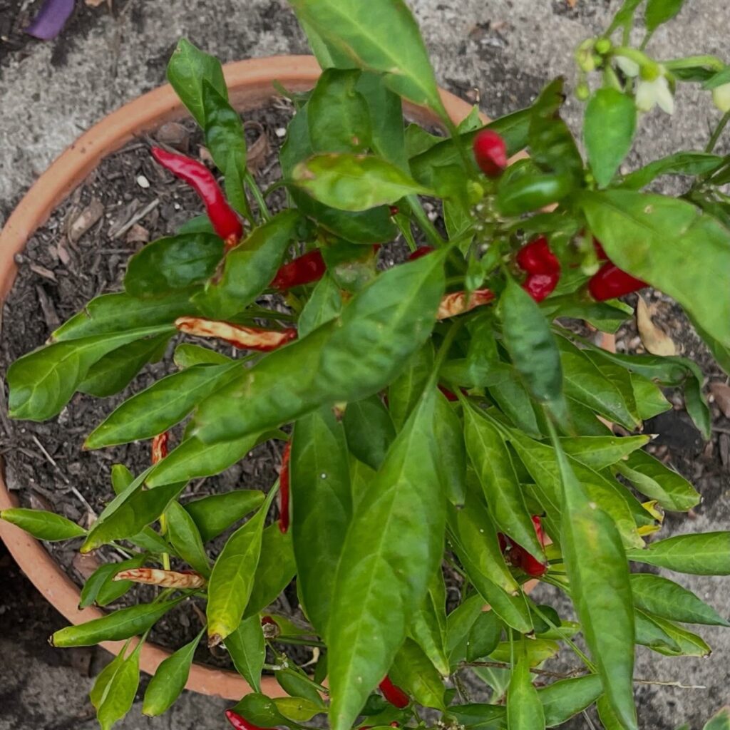 Instagram post from tsbracha.landscaping. This post is in position 3.