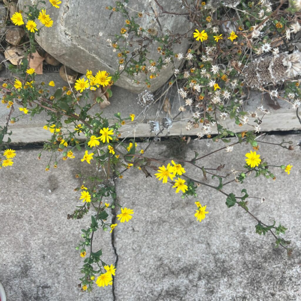 Instagram post from tsbracha.landscaping. This post is in position 2.