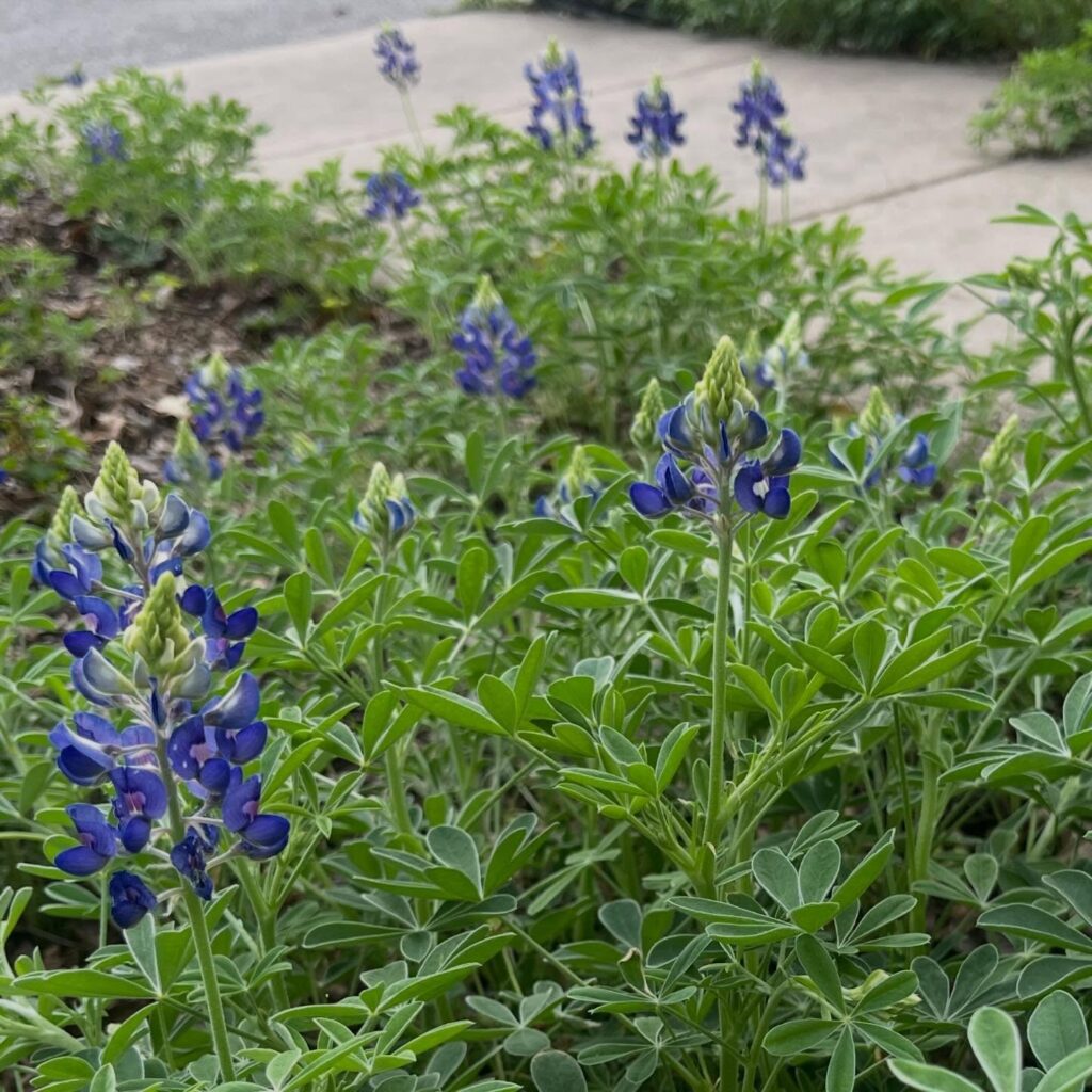 Instagram post from tsbracha.landscaping. This post is in position 4.