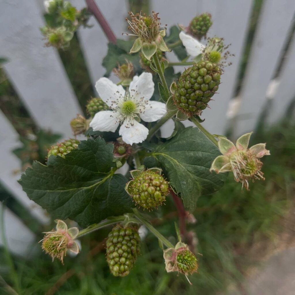 Instagram post from tsbracha.landscaping. This post is in position 1.