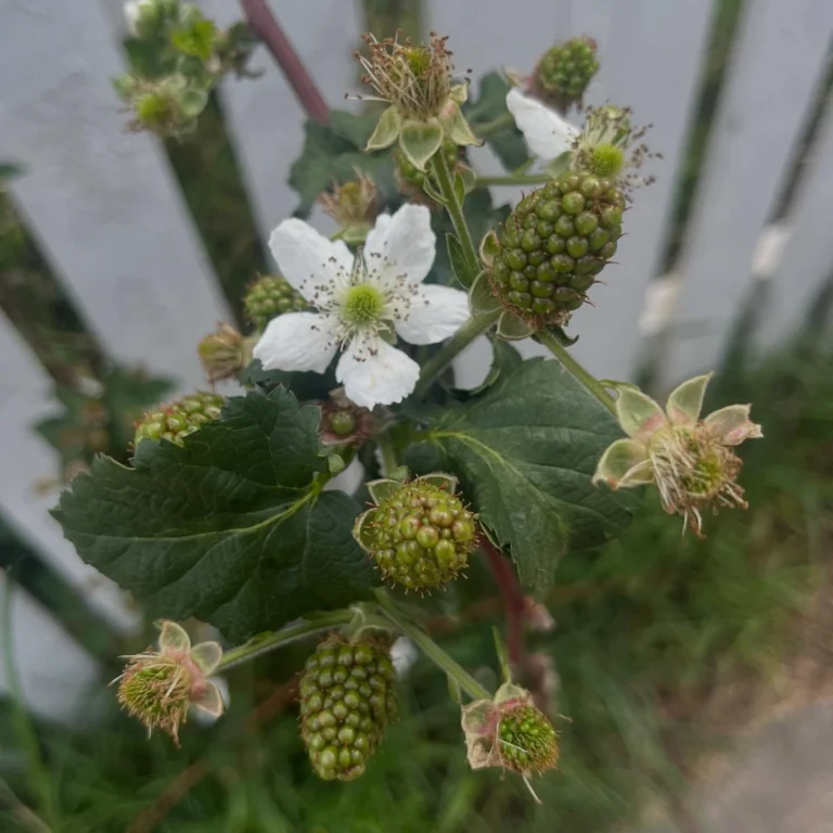 Instagram post from tsbracha.landscaping. This post is in position 3.