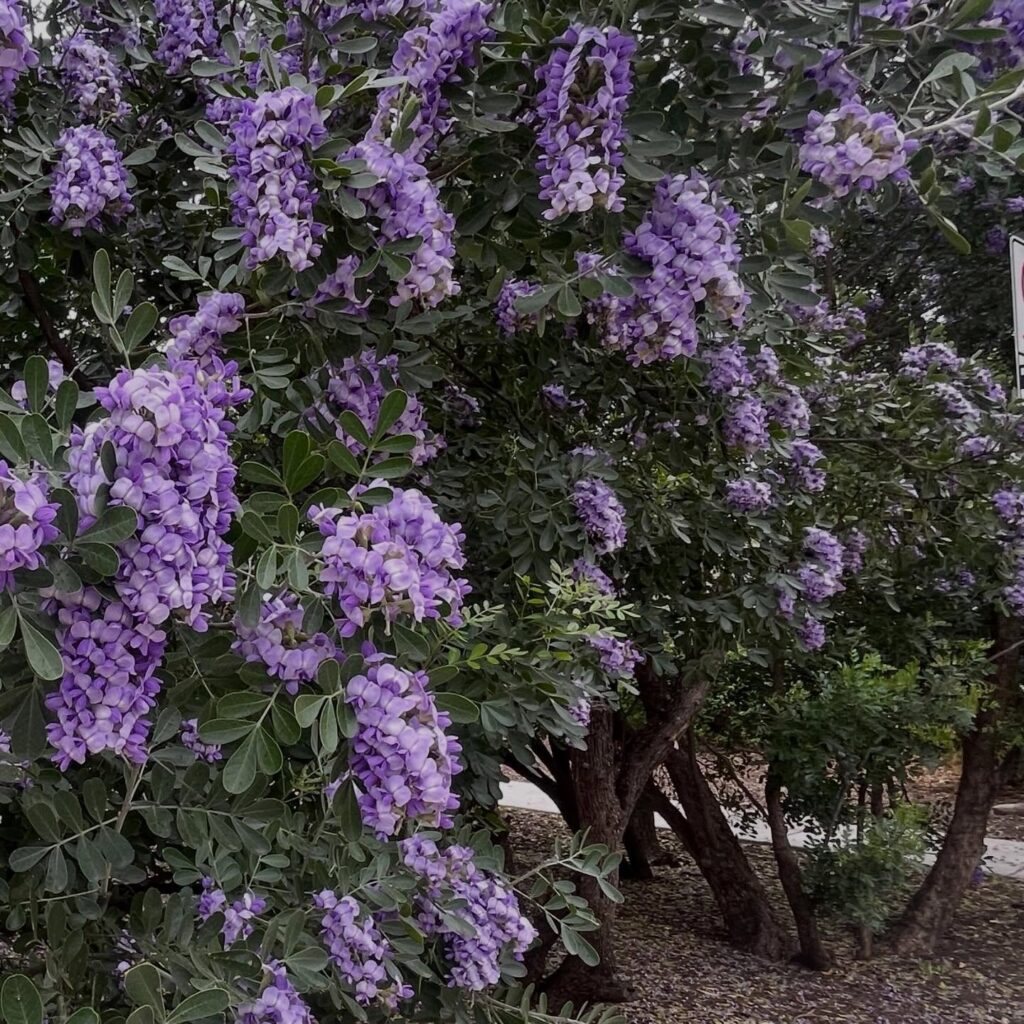 Instagram post from tsbracha.landscaping. This post is in position 2.