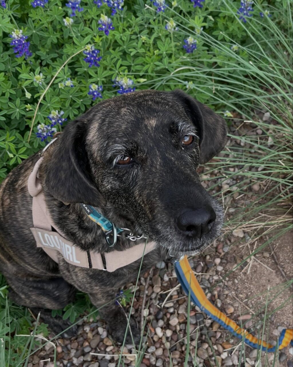 Instagram post from tsbracha.landscaping. This post is in position 2.