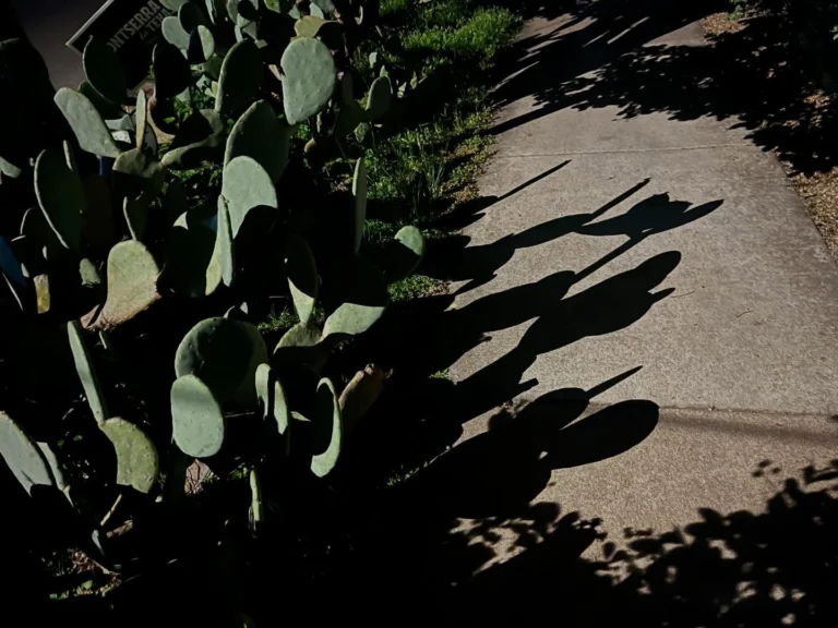 Instagram post from tsbracha.landscaping. This post is in position 1.